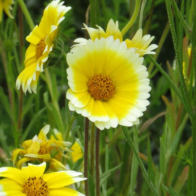 Layia platyglossa Tidy Tips - seeds (Flowering)