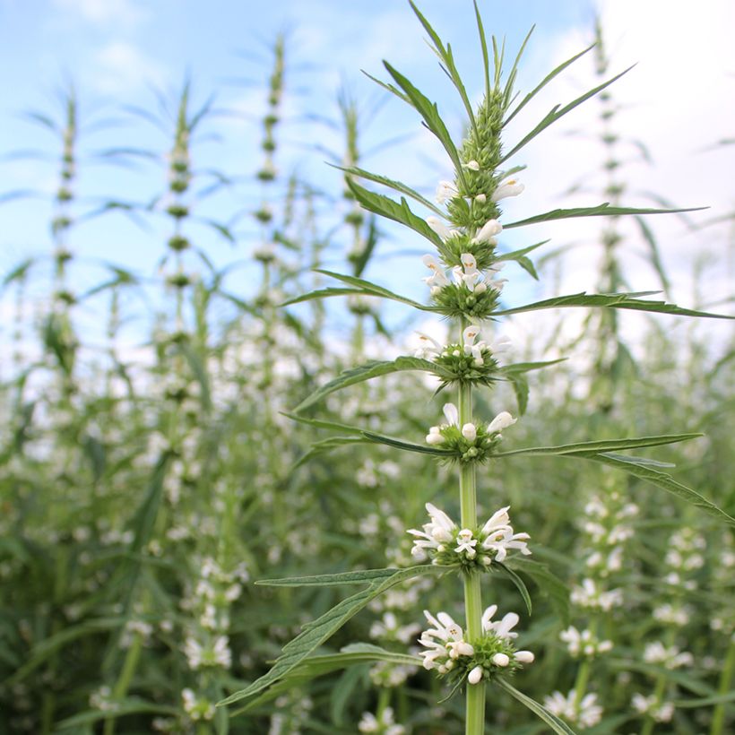 Leonurus sibiricus Alba seeds - Honeyweed (Flowering)