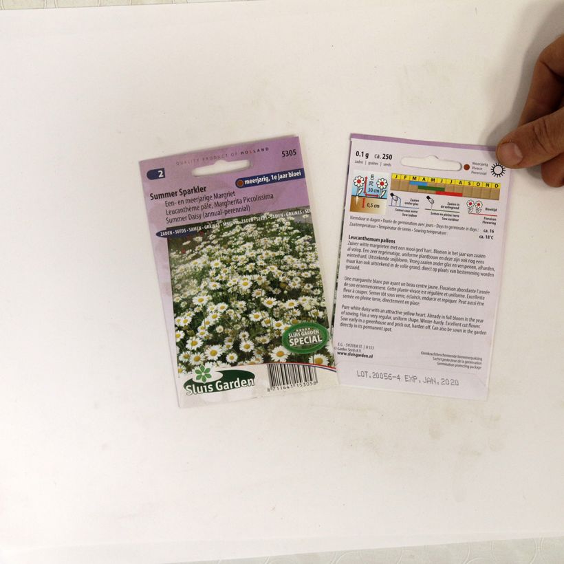 Example of Leucanthemum pallens Summer Sparkler - seeds per pack of 250 seeds specimen as delivered