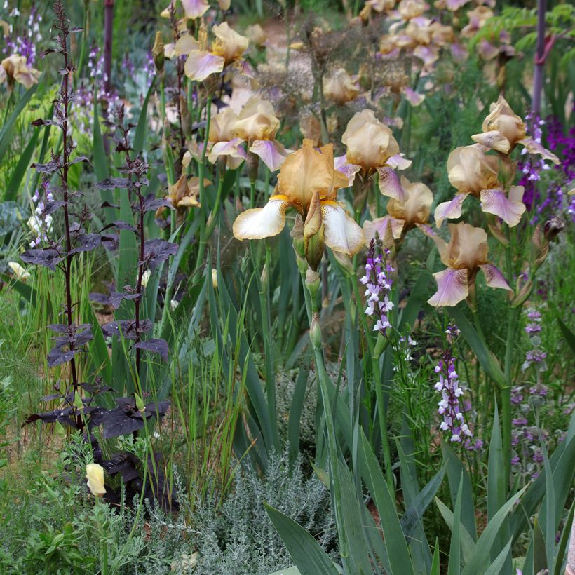 Linaria maroccana Licilia Azure (Plant habit)