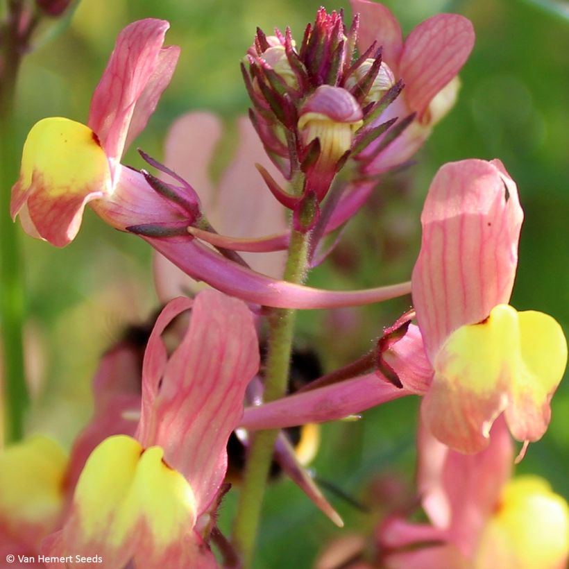 Linaria maroccana Licilia Peach (Flowering)