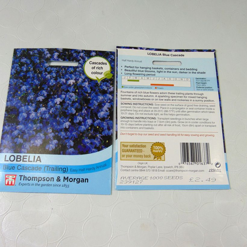 Example of Lobelia erinus Blue Cascade Seeds specimen as delivered