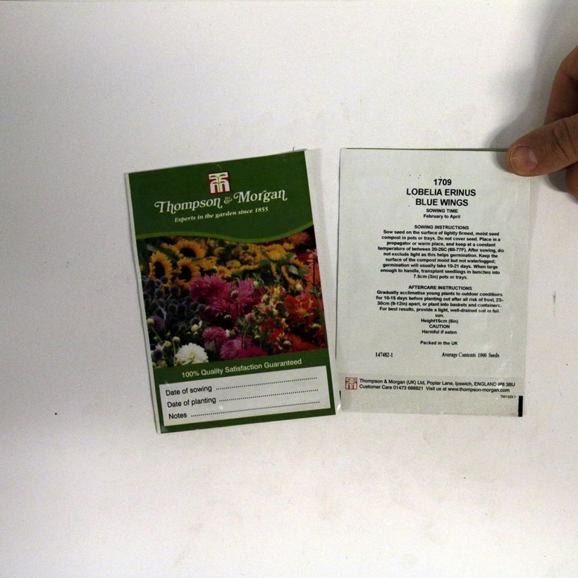 Example of Lobelia erinus Blue Wings Seeds per pack of 1000 seeds specimen as delivered