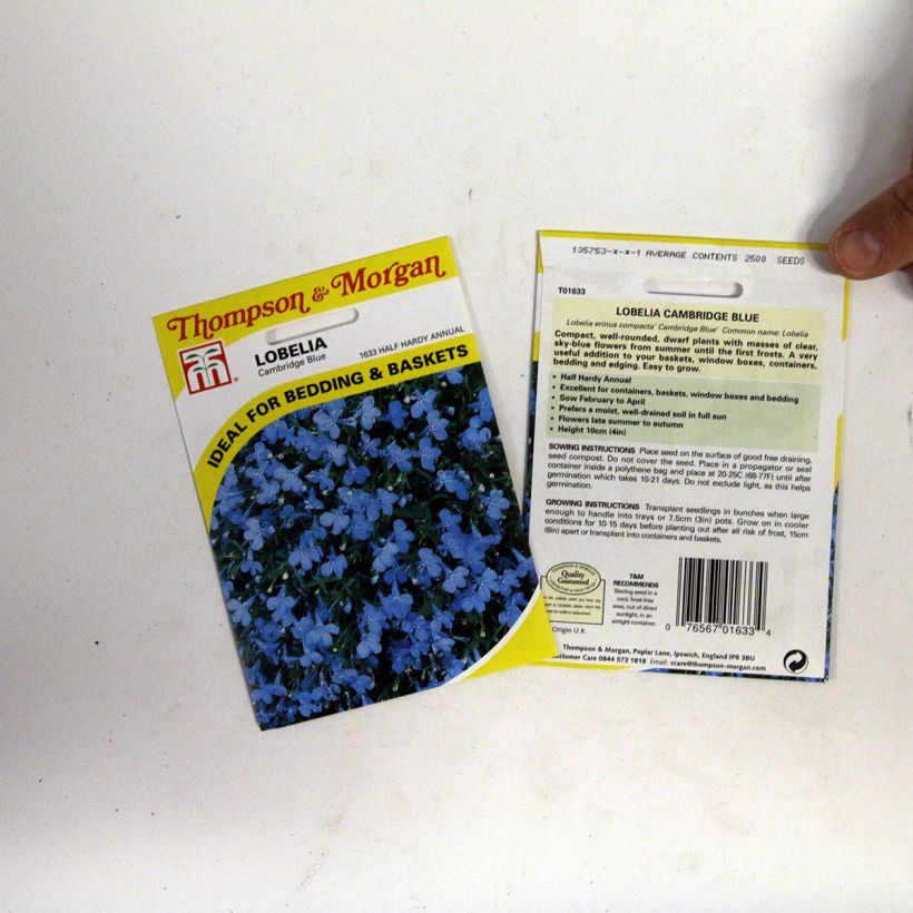 Example of Lobelia erinus Cambridge Blue Seeds specimen as delivered
