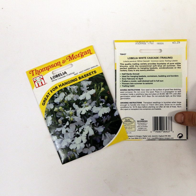 Example of Lobelia erinus White Cascade Seeds per pack of 1750 seeds specimen as delivered
