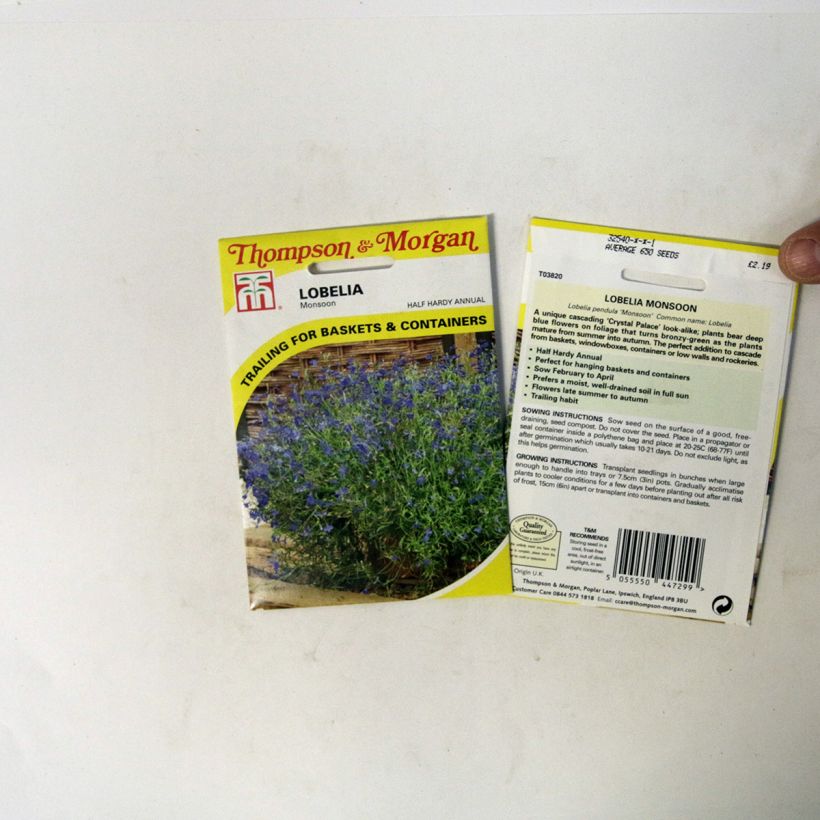 Example of Lobelia erinus Monsoon - Trailing Lobelia seeds per pack of 650 seeds specimen as delivered