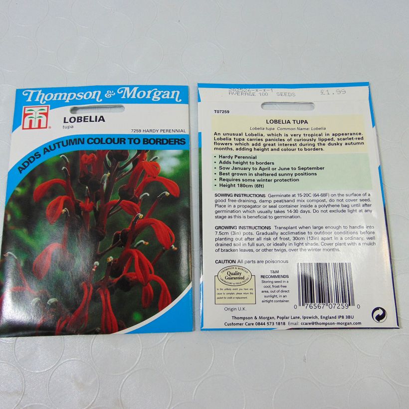 Example of Lobelia tupa - Devil's Tobacco seeds per pack of 100 seeds specimen as delivered