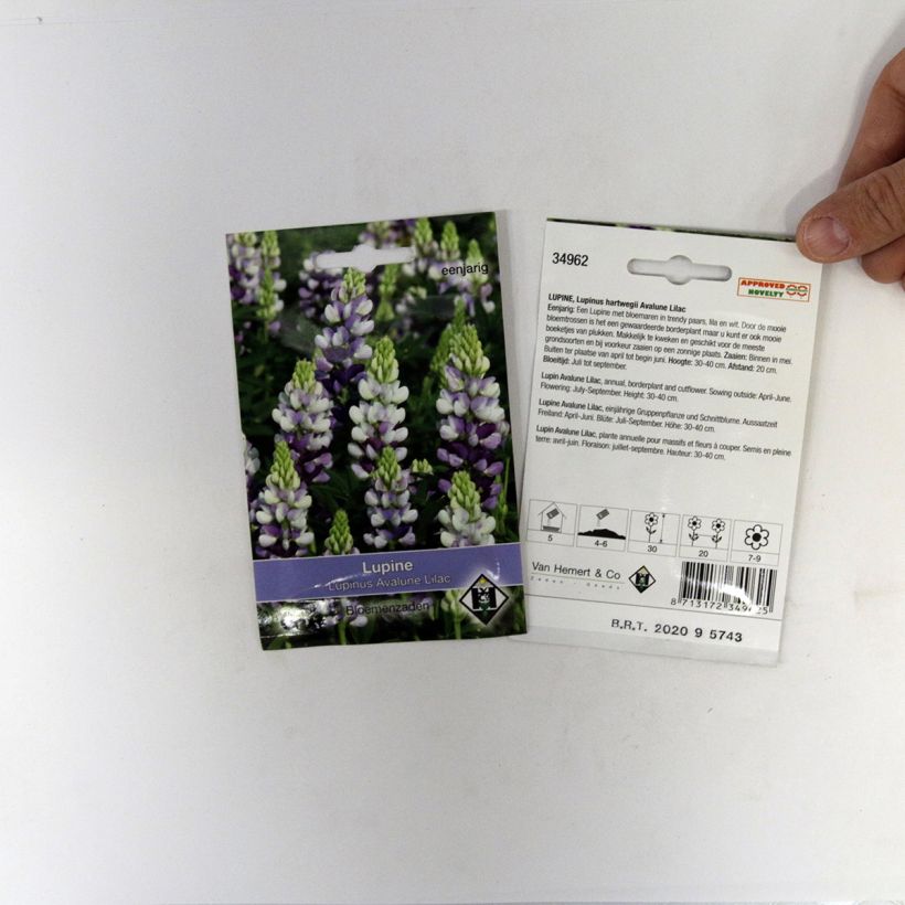 Example of Lupinus Avalune Lilac - Annual Lupin Seeds specimen as delivered