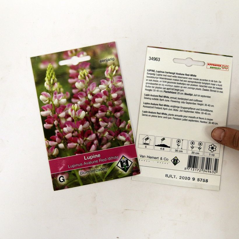 Example of Lupinus Avalune Red-White - Annual Lupin Seeds specimen as delivered