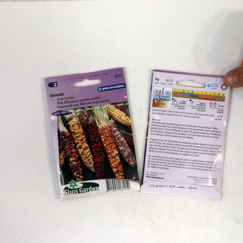 Example of Zea mays japonica large varieties - seeds per pack of 25 seeds specimen as delivered