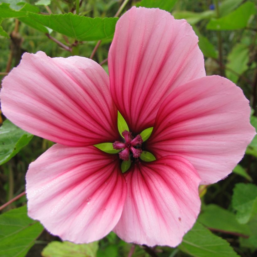 Malope trifida Glacier Fruits - Mallowwort seeds (Flowering)