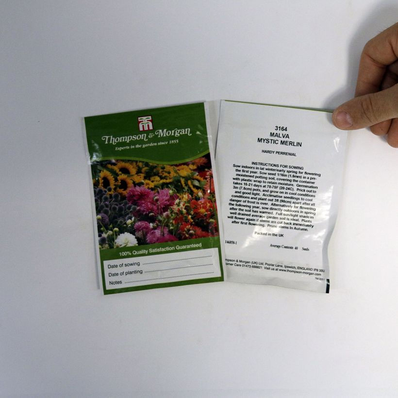 Example of Malva sylvestris Mystic Merlin - seeds per pack of 40 seeds specimen as delivered