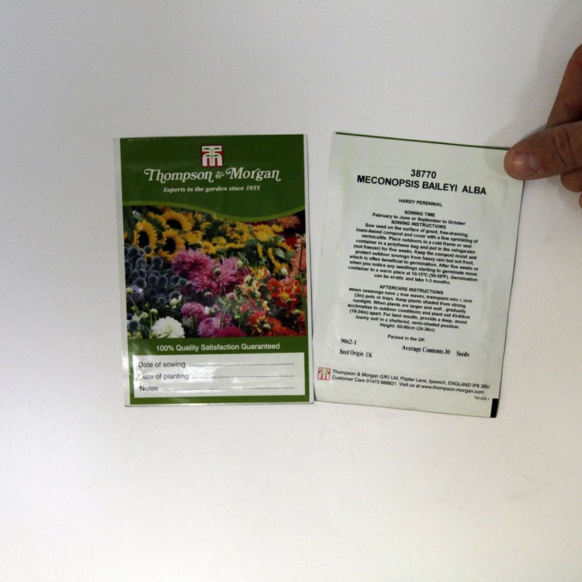 Example of Meconopsis baileyi Alba - Blue Poppy per pack of 30 seeds specimen as delivered