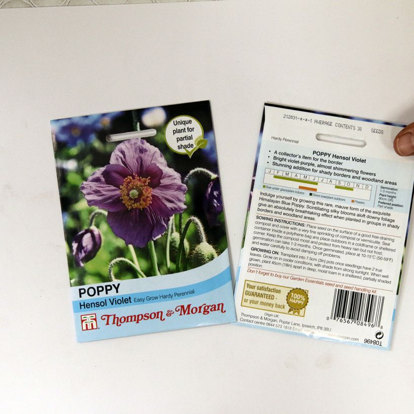 Example of Meconopsis baileyi Hensol Violet - Blue Poppy per pack of 40 seeds specimen as delivered