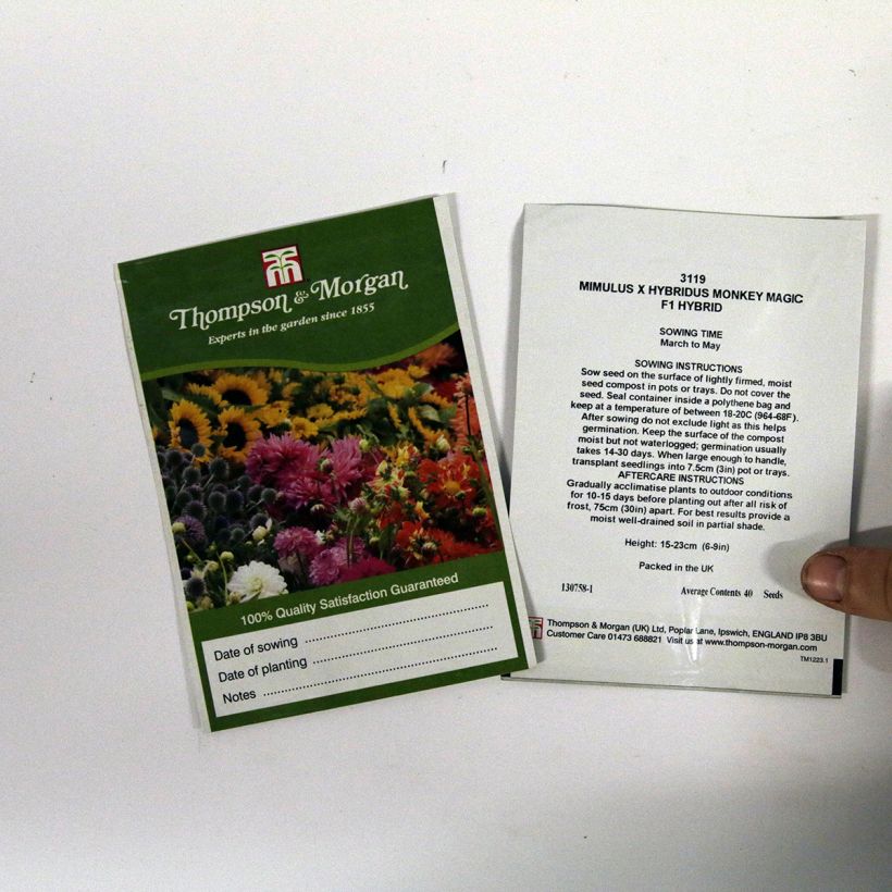 Example of Mimulus Monkey Magic F1 Seeds - Monkey flower per pack of 40 seeds specimen as delivered
