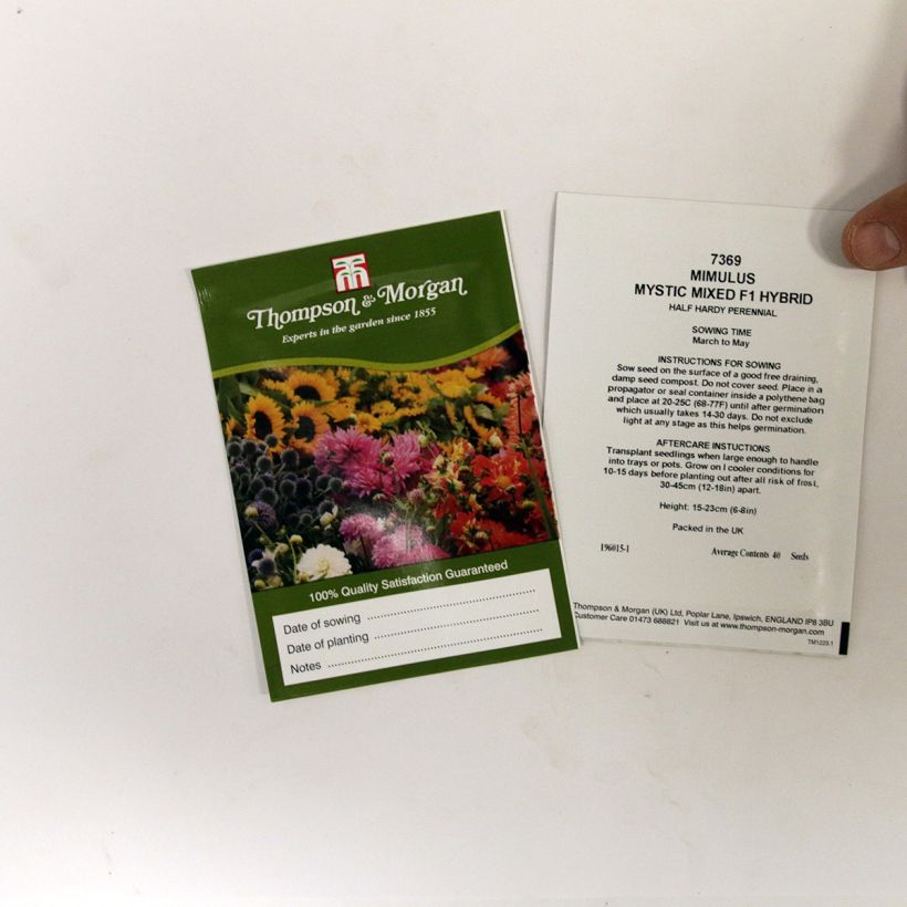 Example of Mimulus hybridus Mystic Mixed per pack of 50 seeds specimen as delivered