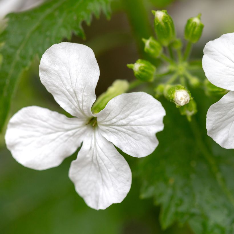 Lunaria annua Alba - Annual Honesty seeds (Flowering)