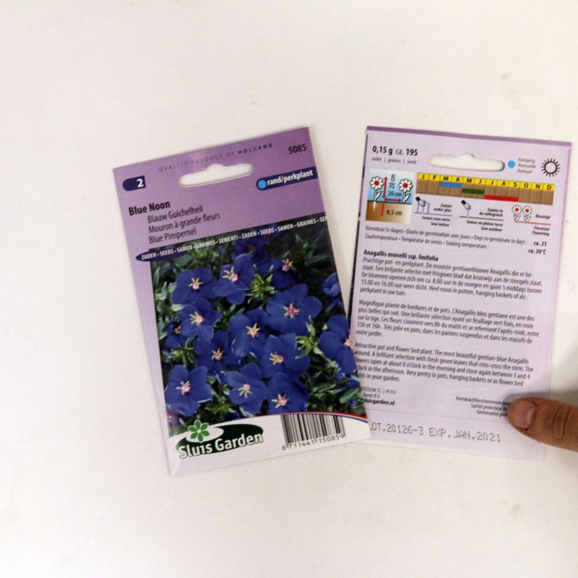 Example of Anagallis monelli Blue Noon - Blue Pimpernel seeds per pack of 250 seeds (0,2g) specimen as delivered