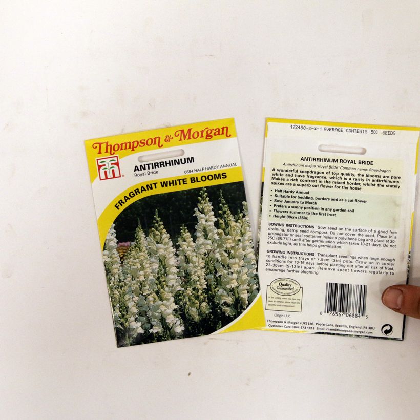 Example of Snapdragon Royal Bride Seeds - Antirrhinum majus per pack of 2550 seeds (0,4g) specimen as delivered