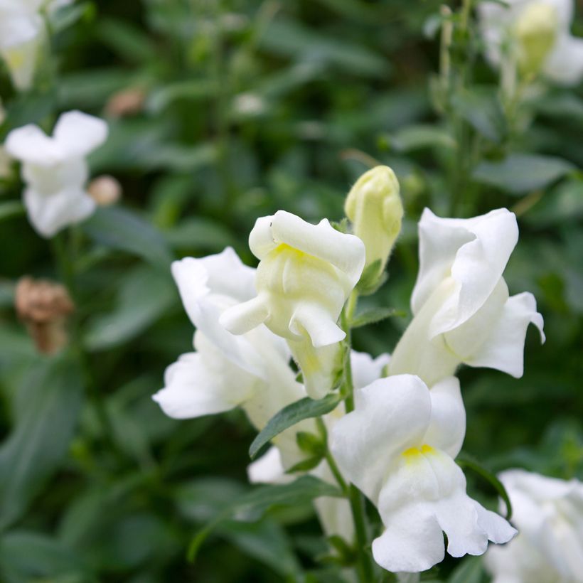 Snapdragon Royal Bride Seeds - Antirrhinum majus (Flowering)