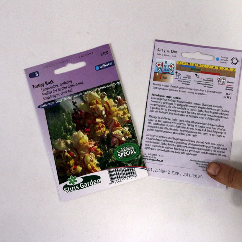 Example of Semi-tall Snapdragon Torbay Rock Seeds - Antirrhinum nanum per pack of 950 seeds (0,15g) specimen as delivered