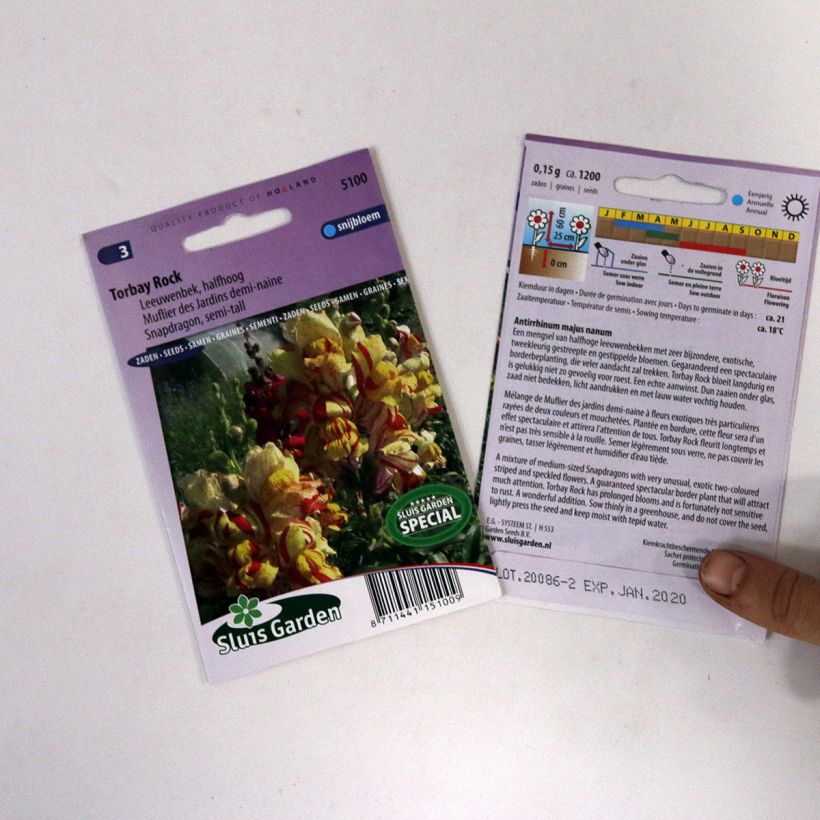 Example of Semi-tall Snapdragon Torbay Rock Seeds - Antirrhinum nanum specimen as delivered