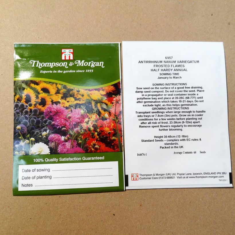 Example of Dwarf Snapdragon Frosted Flames Seeds - Antirrhinum nanum per pack of 100 seeds specimen as delivered
