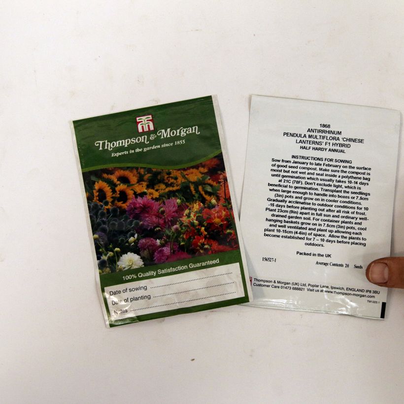 Example of Trailing Snapdragon Chinese Lanterns F1 Seeds - Antirrhinum pendula multiflora specimen as delivered