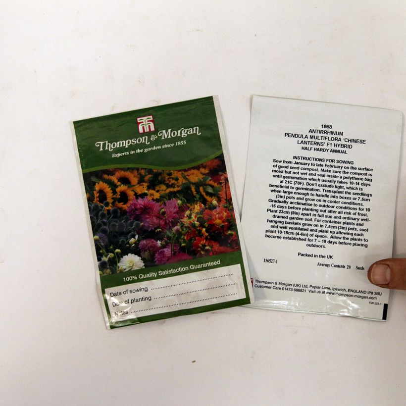 Example of Trailing Snapdragon Chinese Lanterns F1 Seeds - Antirrhinum pendula multiflora per pack of 20 seeds specimen as delivered
