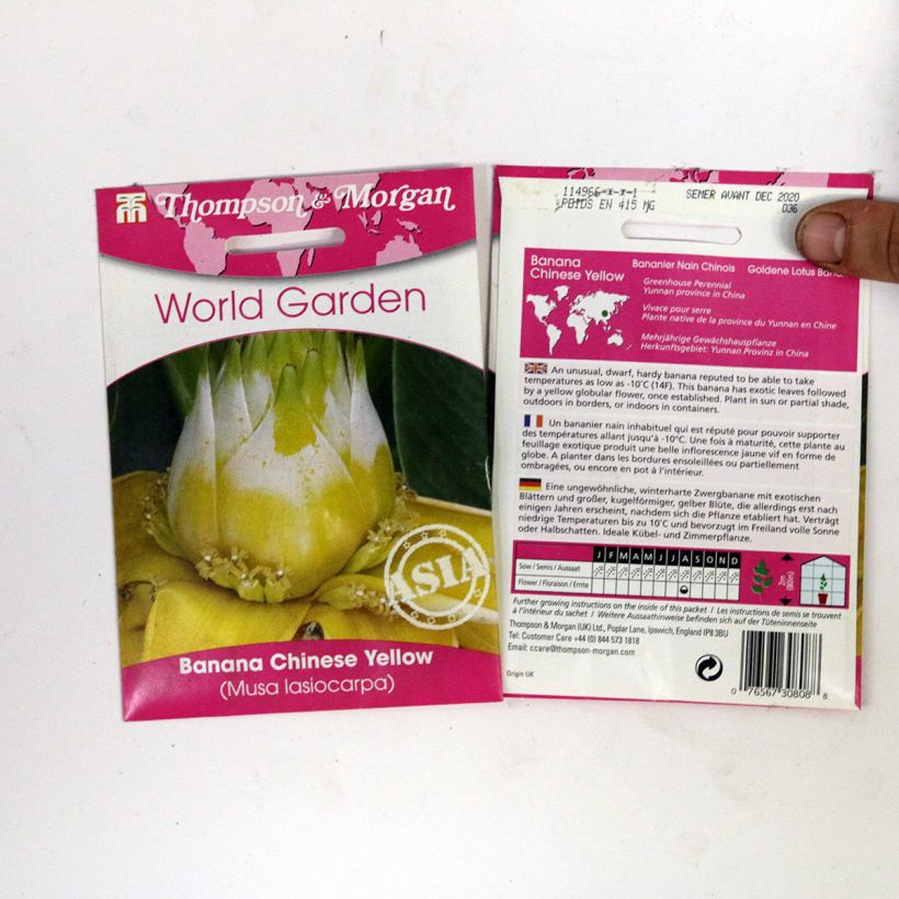 Example of Musella lasiocarpa - Golden Lotus Banana seeds per pack of 4 seeds specimen as delivered
