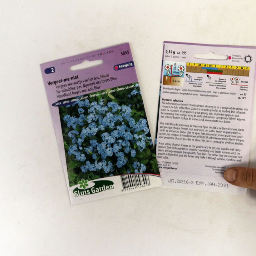 Example of Blue Forget-Me-Not Seeds - Myosotis sylvatica specimen as delivered