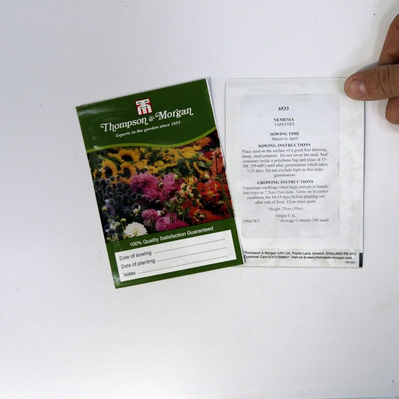 Example of Nemesia strumosa Compacta Tapestry Seed Mix - Cape Jewels specimen as delivered
