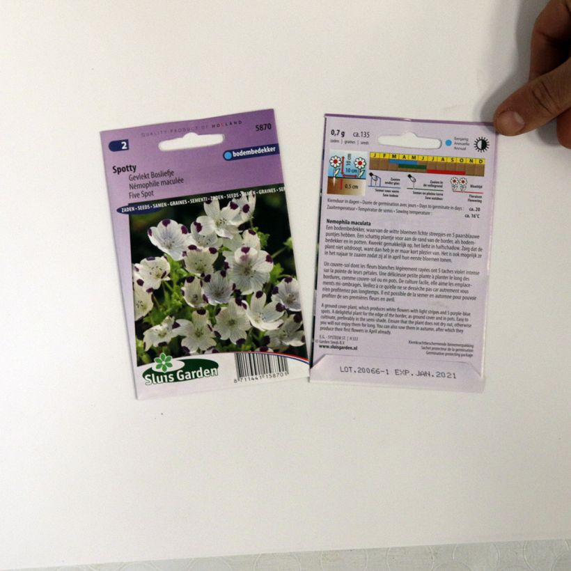 Example of Five Spot Spotty Seeds - Nemophila maculata per pack of 100 seeds (0,7g) specimen as delivered