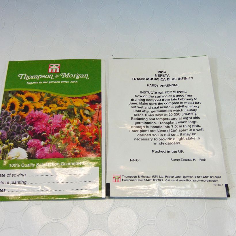 Example of Nepeta transcaucasica Blue Infinity - seeds per pack of 45 seeds specimen as delivered