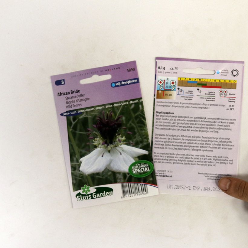Example of Love-in-a-mist African Bride Seeds - Nigella papillosa specimen as delivered