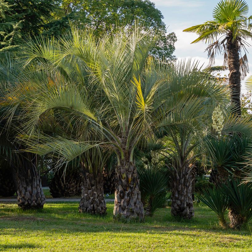 Butia capitata seeds - Jelly palm (Plant habit)