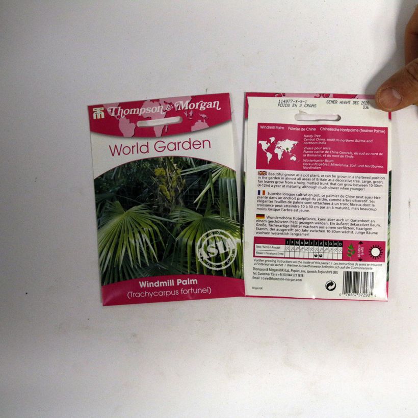 Example of Chusan palm Seeds - Trachycarpus fortunei per pack of 5 seeds (3g) specimen as delivered