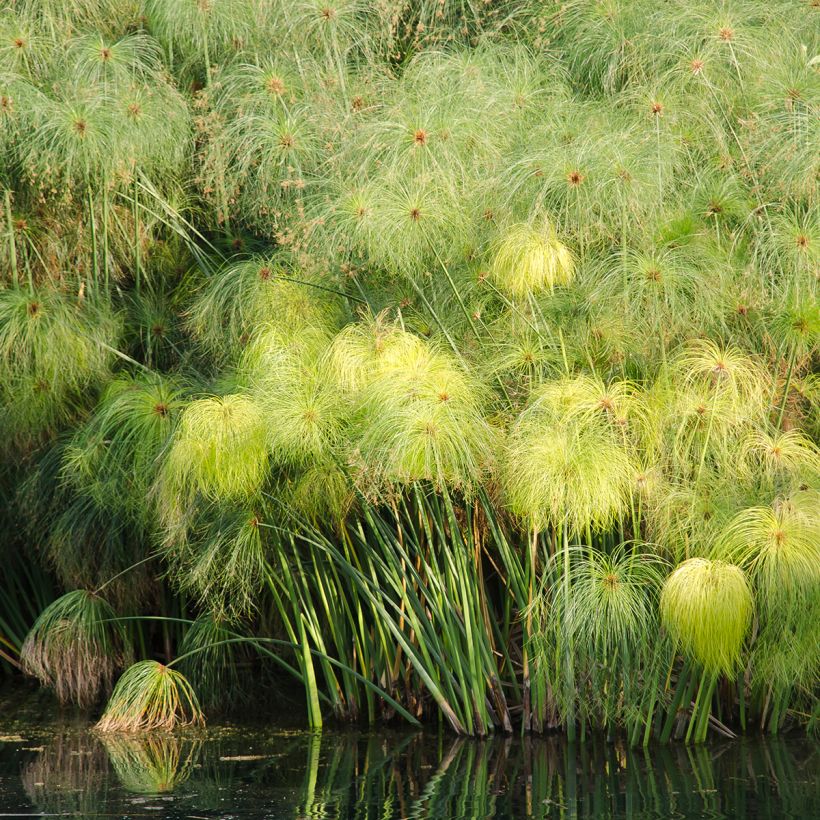 Cyperus papyrus (Plant habit)