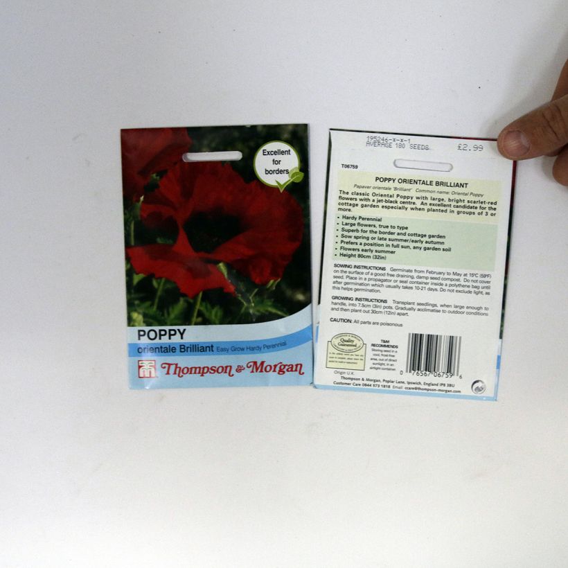 Example of Oriental Poppy Brilliant Seeds - Papaver orientale specimen as delivered