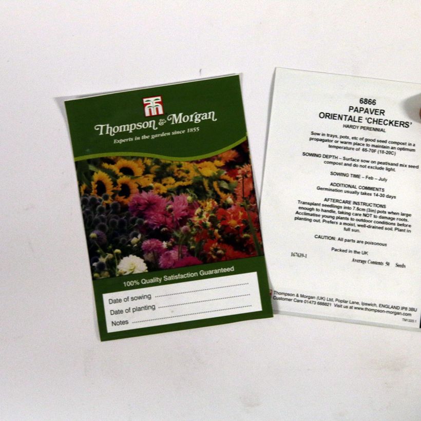 Example of Papaver orientale Checkers - Oriental Poppy specimen as delivered