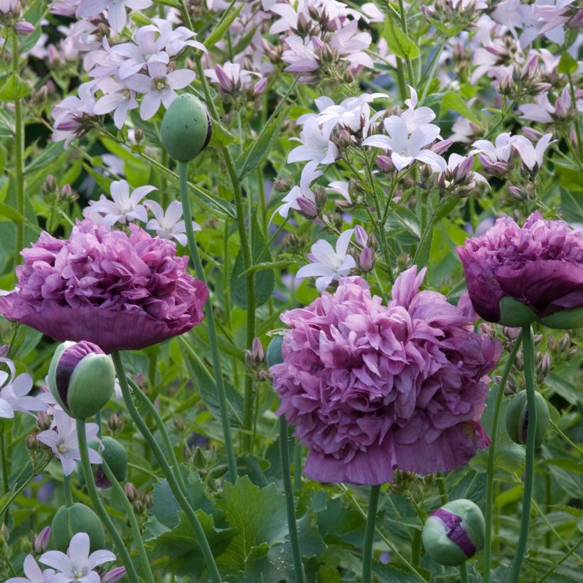 Opium Poppy Purple Peony Seeds - Papaver somniferum (Flowering)