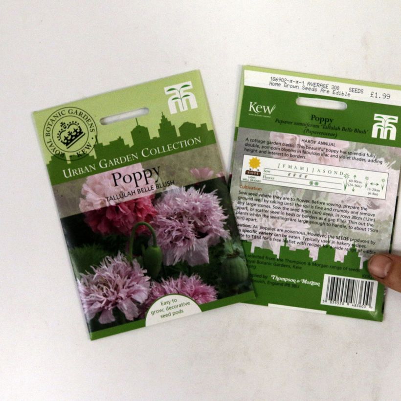 Example of Opium Poppy Tallulah Belle Blush Seeds - Papaver somniferum per pack of 300 seeds specimen as delivered