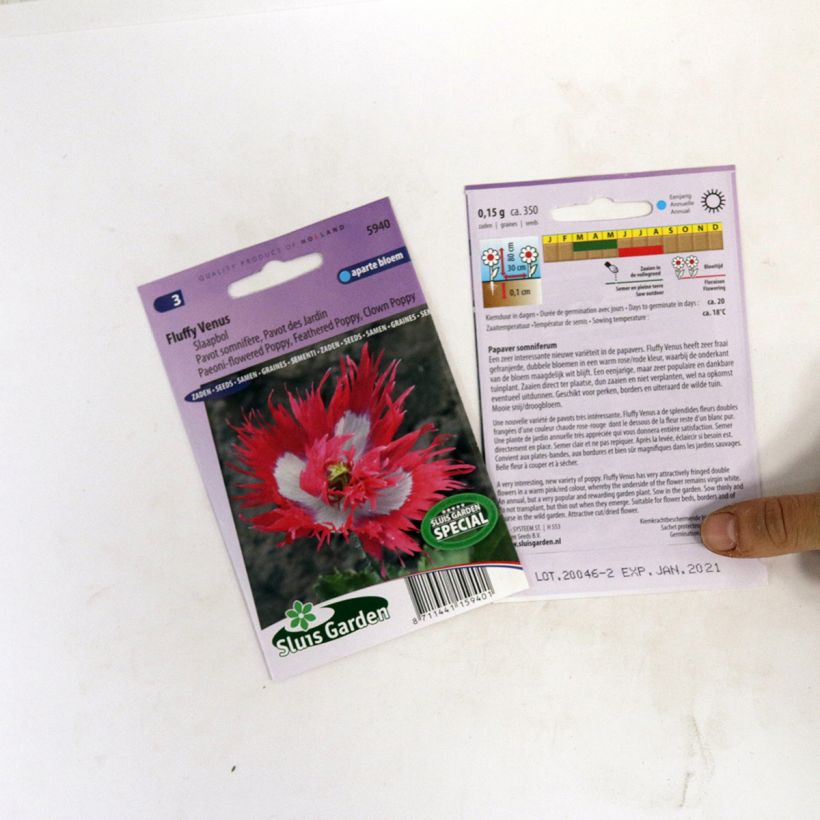 Example of Papaver somniferum Fluffy Venus per pack of 800 seeds specimen as delivered