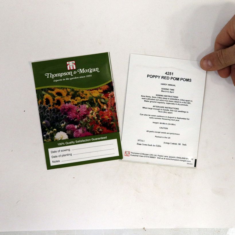 Example of Opium Poppy Red Pom Poms Seeds - Papaver somniferum per pack of livré en sachet de 1 gr seeds specimen as delivered