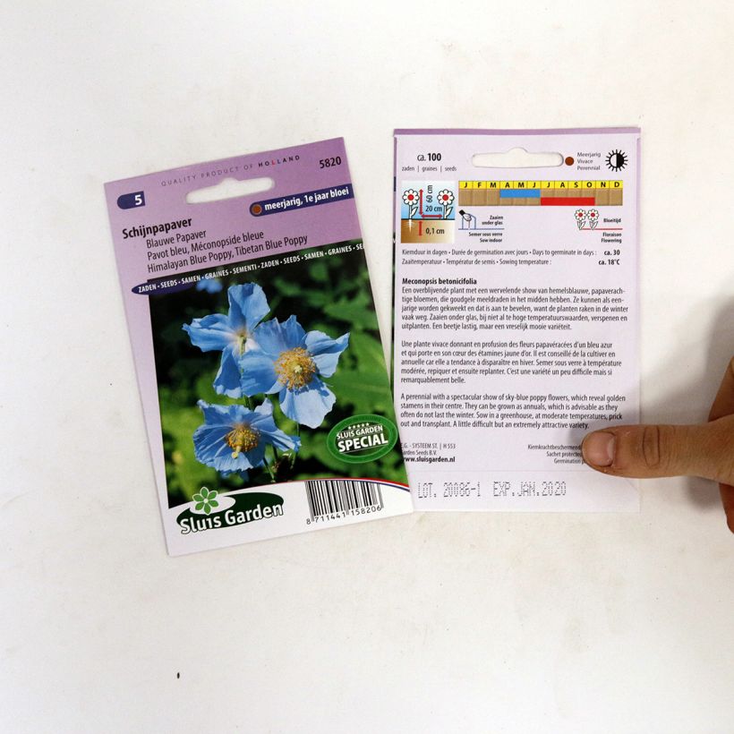 Example of Meconopsis betonicifolia Seeds - Blue Poppy specimen as delivered