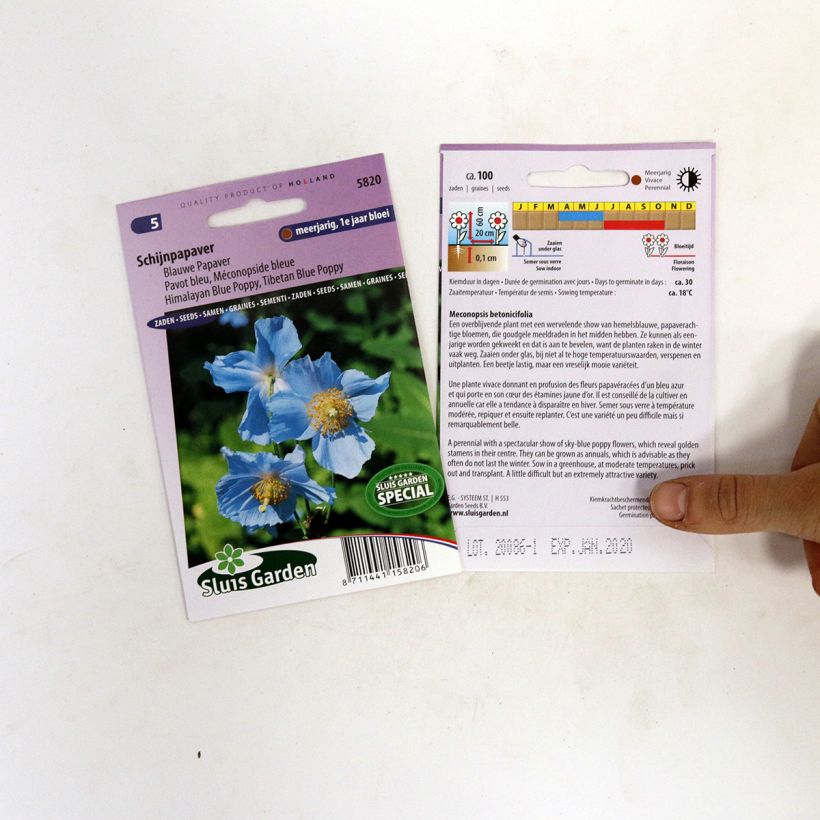 Example of Meconopsis betonicifolia Seeds - Blue Poppy per pack of 100 seeds specimen as delivered