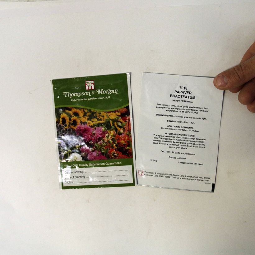 Example of Papaver bracteatum Seeds - Iranian Poppy per pack of 100 seeds specimen as delivered