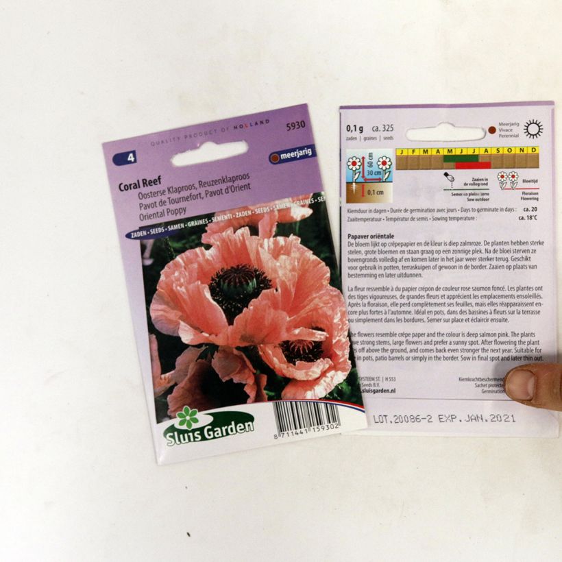 Example of Papaver orientale Coral Reef - Oriental Poppy Seeds per pack of 400 seeds (0,1g) specimen as delivered