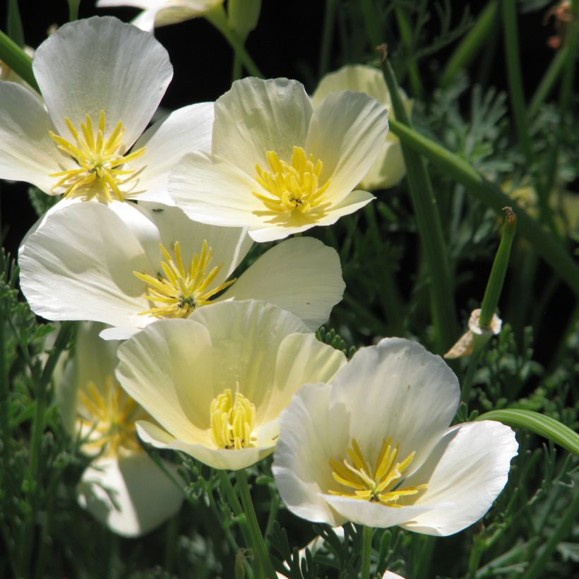 Eschscholzia californica 'Alba' (Flowering)