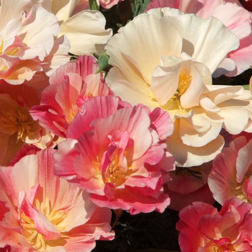 California Poppy Seeds Apple Blossom - Eschscholzia (Flowering)